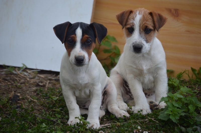 chiots